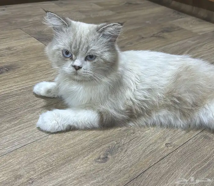 قطه ضائعه بالجبيل 0