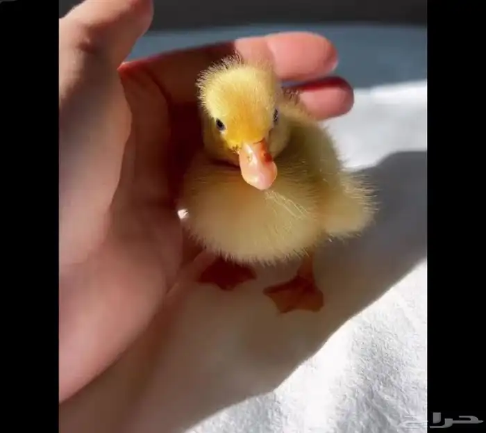 بطه للبيع 0