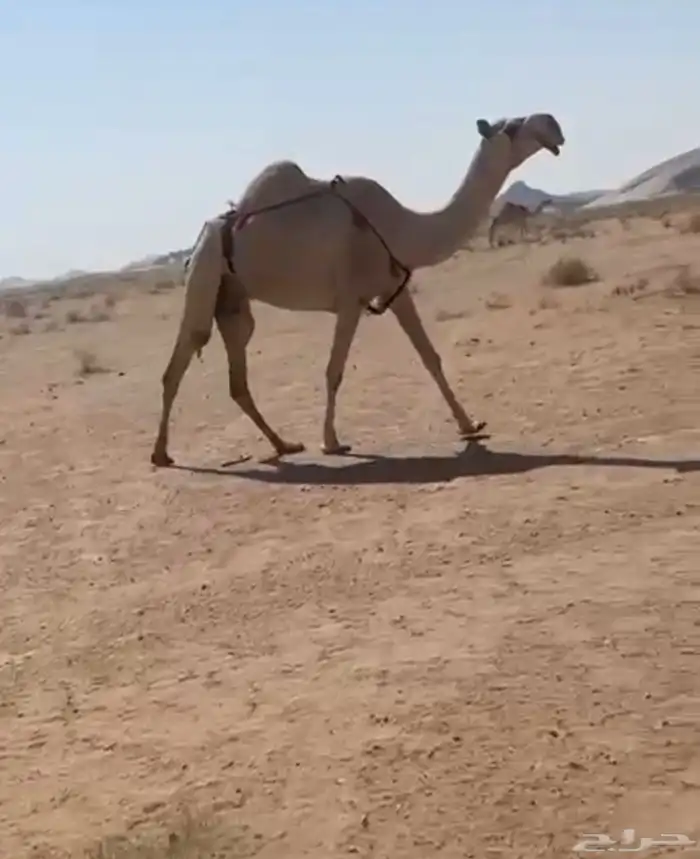 للبيع الضروبه 0