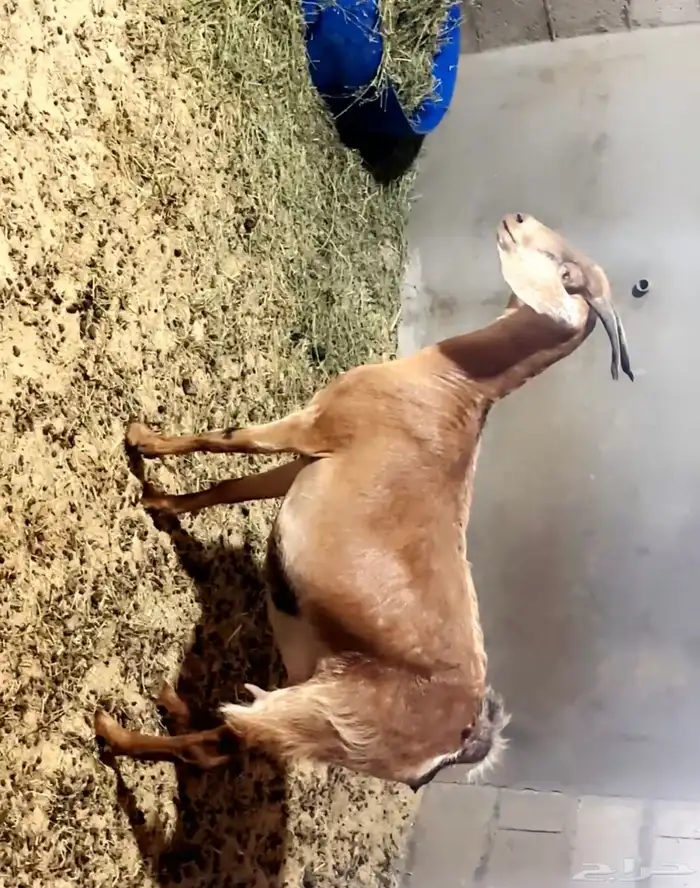 عنز دفيع قريبة ولاده 1