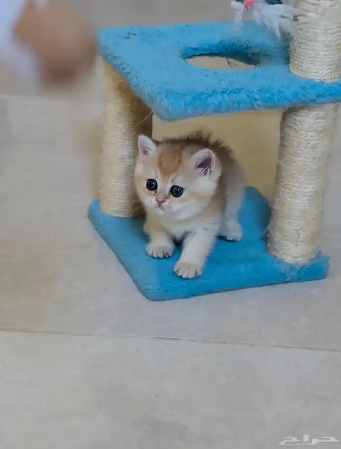 انثى سكوتش ستريت ny11 ( مسجله ) 1