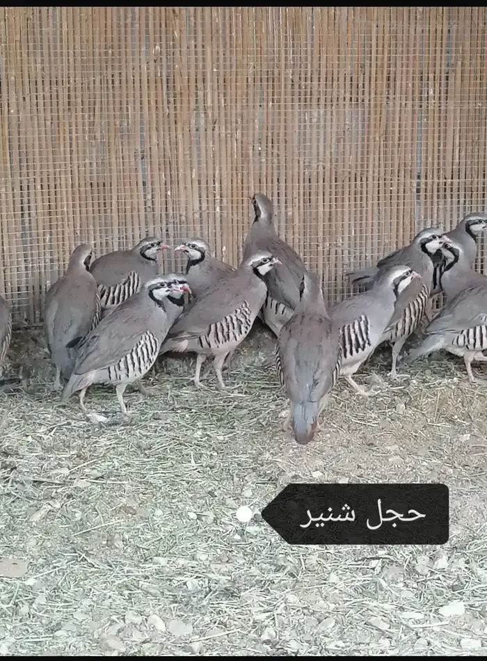 قطا حجازي عراقي عماني حجل شنير 1