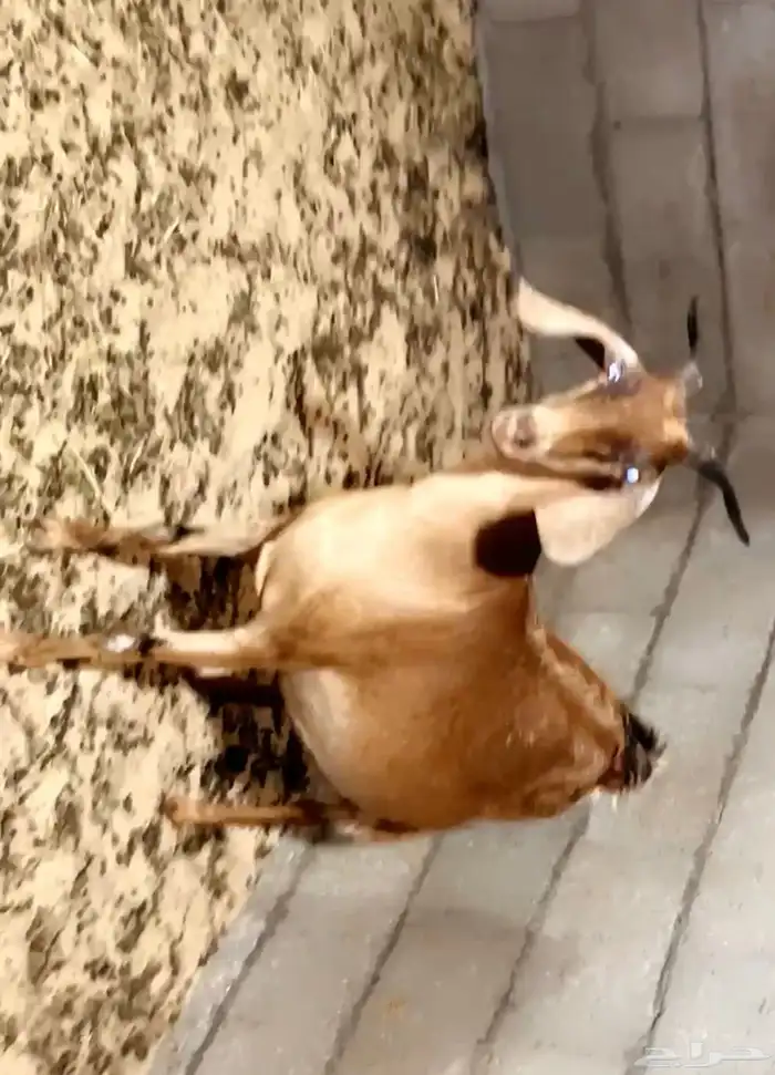 عنز دفيع قريبة ولاده 0