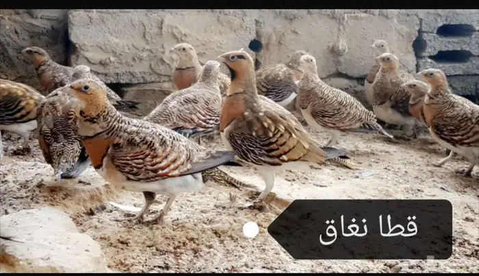 قطا حجازي عراقي عماني حجل شنير 2