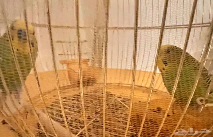 طيور للبيع 0