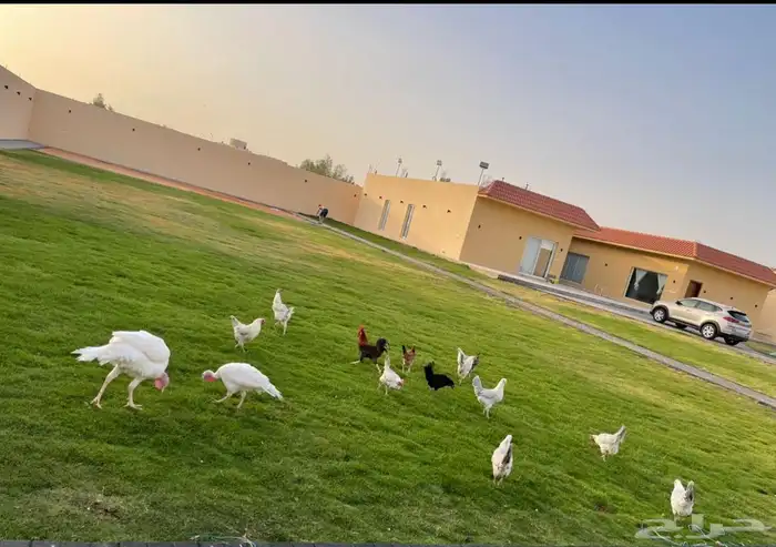 استراحة فاخرة للايجار بالعمارية 16