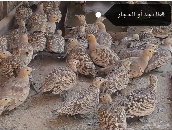 قطا حجازي عراقي عماني حجل شنير 3