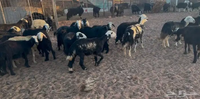 نعاج نجد حجريه 1