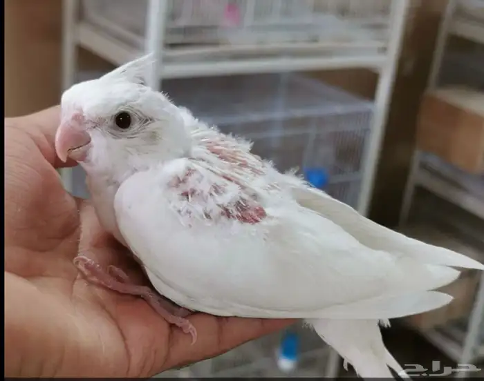 للبيع جوز كروان منتج وحاليا تحته بيض جديد بس مو عاقد 4