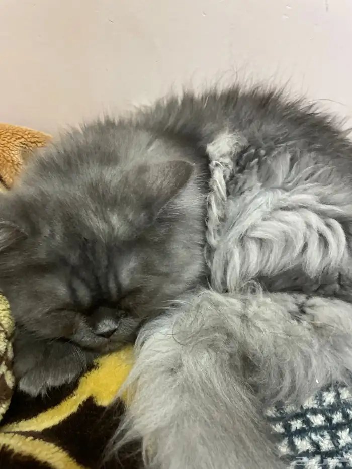 قط هملاي للتبني 0