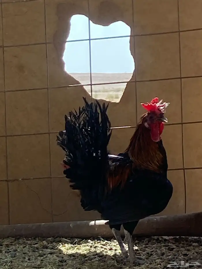 ديك بشاير للبيع 1