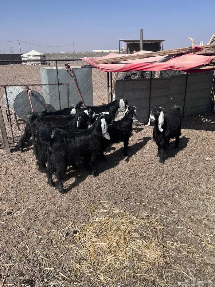 للبيع تيوس وجفار ذبايح 0