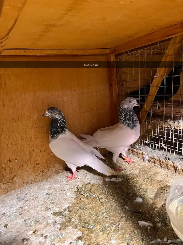حمام للبيع 0
