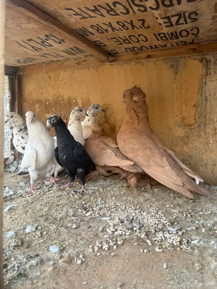 جمله حمام 4