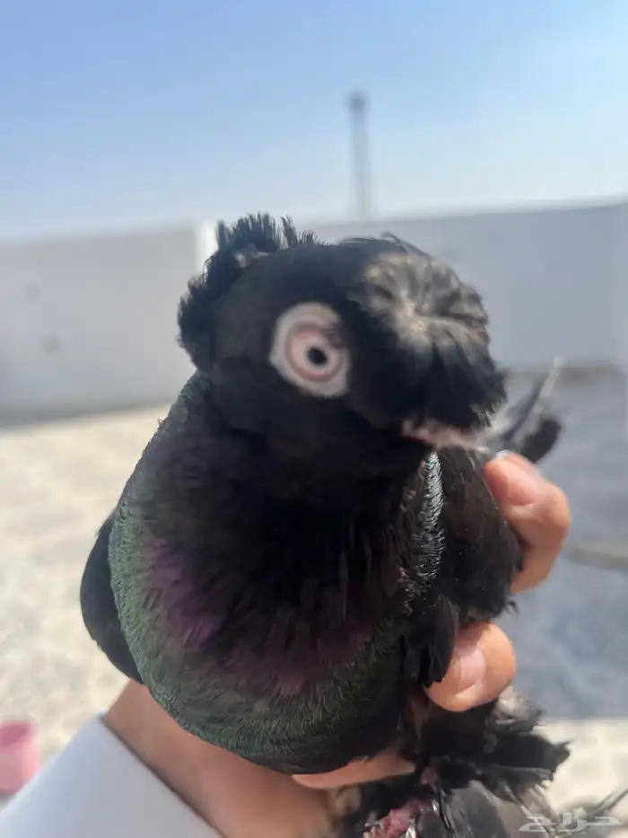 جوزين اوزبك مستوى تب 1