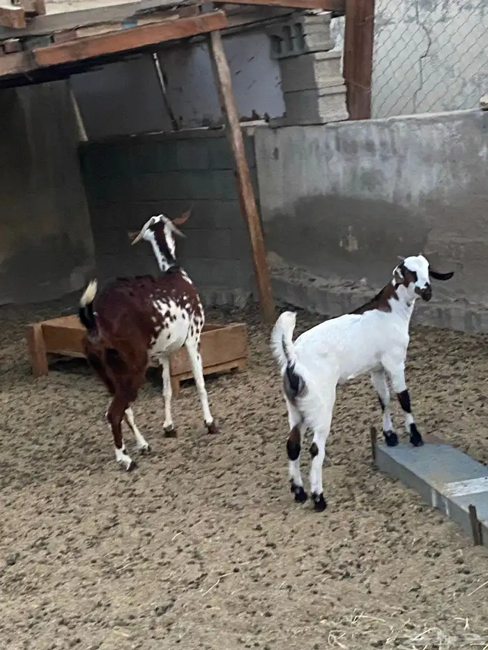 عنز ببيشيه جامع يتبعها جفره صنف فاخره 4
