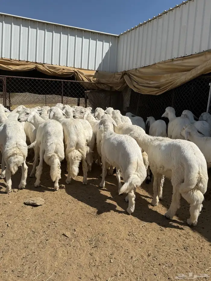 35 خروف شرط مقفله شحم وطرف وجنب 6