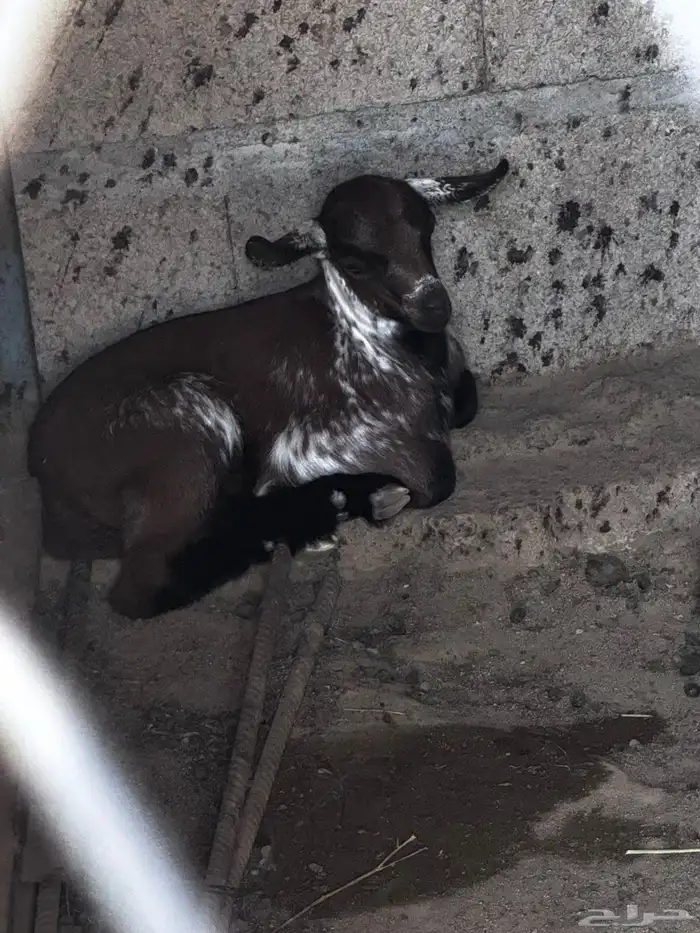 شاة متاوم عليها اثنين ذكران 5