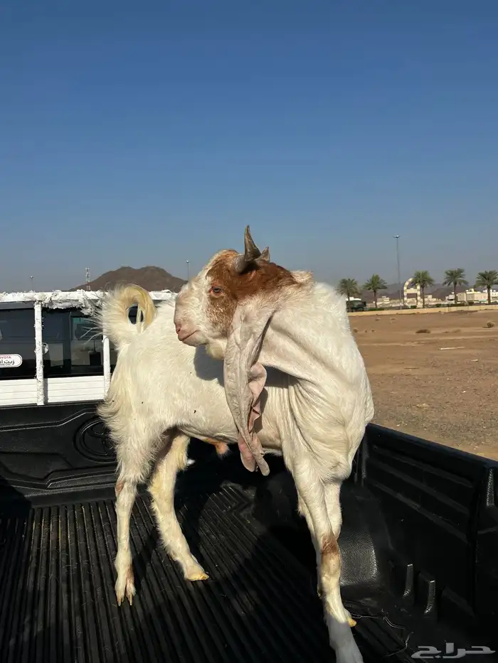 تيس فحل هولندا اصل 2