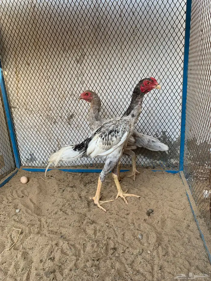 ديك ودجاجه 0