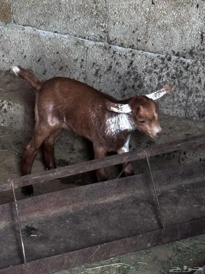 شاة متاوم عليها اثنين ذكران 7