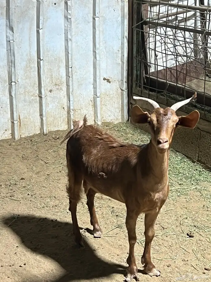 معزا 2