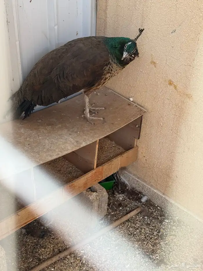 الرياض 0