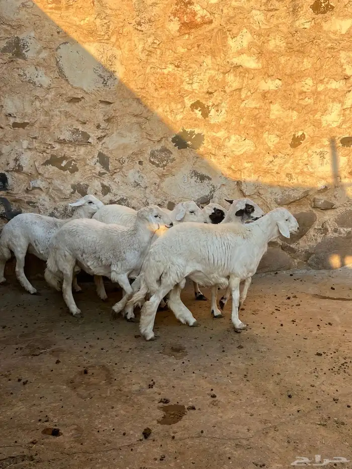 خرفان كفو مبادي 3