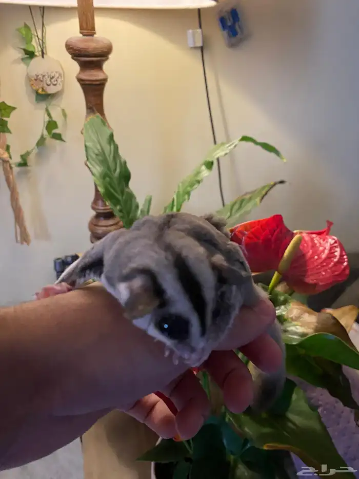 سنجاب للبيع 4