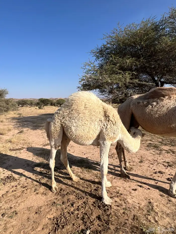 لباني على حليب امه تم البيع 1
