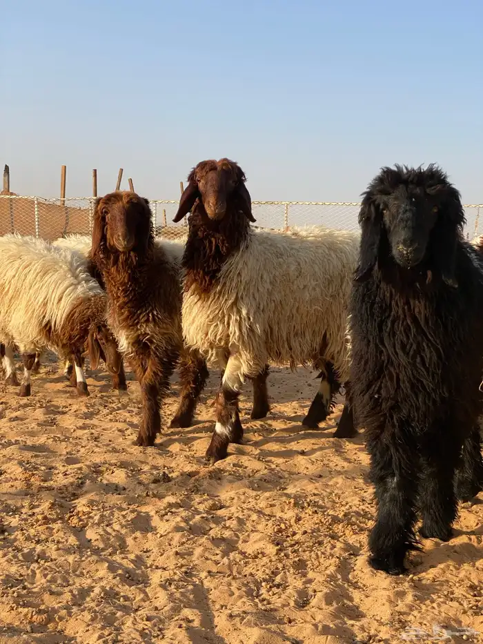 متوفر ذبايح نعيم ( تابي تمارا ) 15