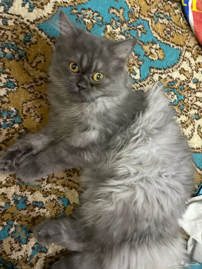 قط هملاي للتبني 2