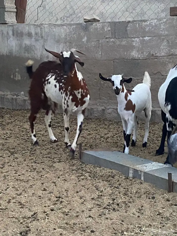 عنز ببيشيه جامع يتبعها جفره صنف فاخره 3