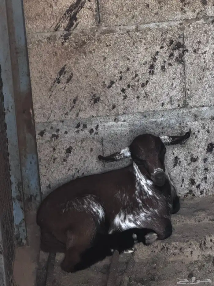 شاة متاوم عليها اثنين ذكران 3