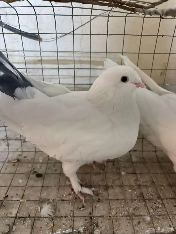 جوز حمام فرنسي حجم سوبر جامبو 1