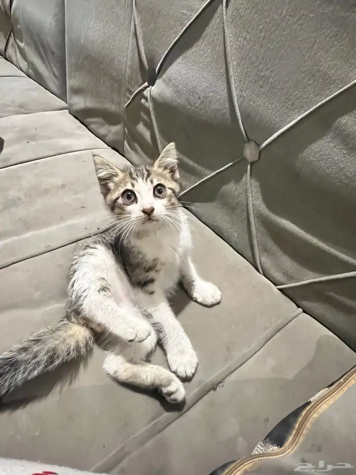بسه 1