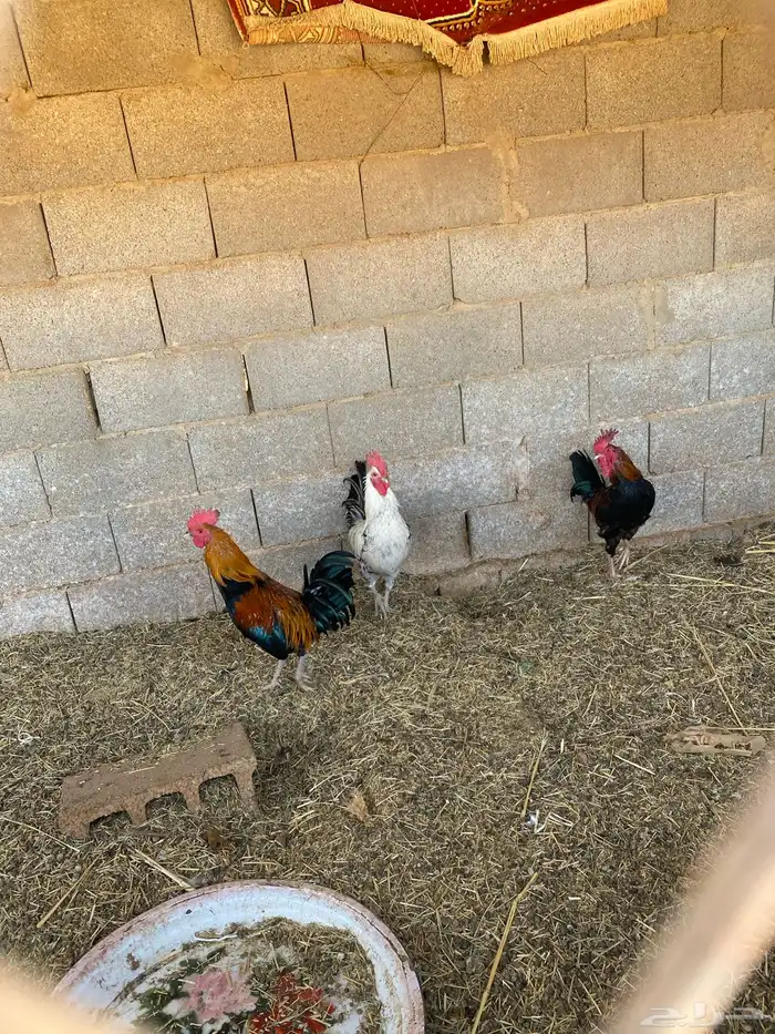 3 دياك للبيع 2
