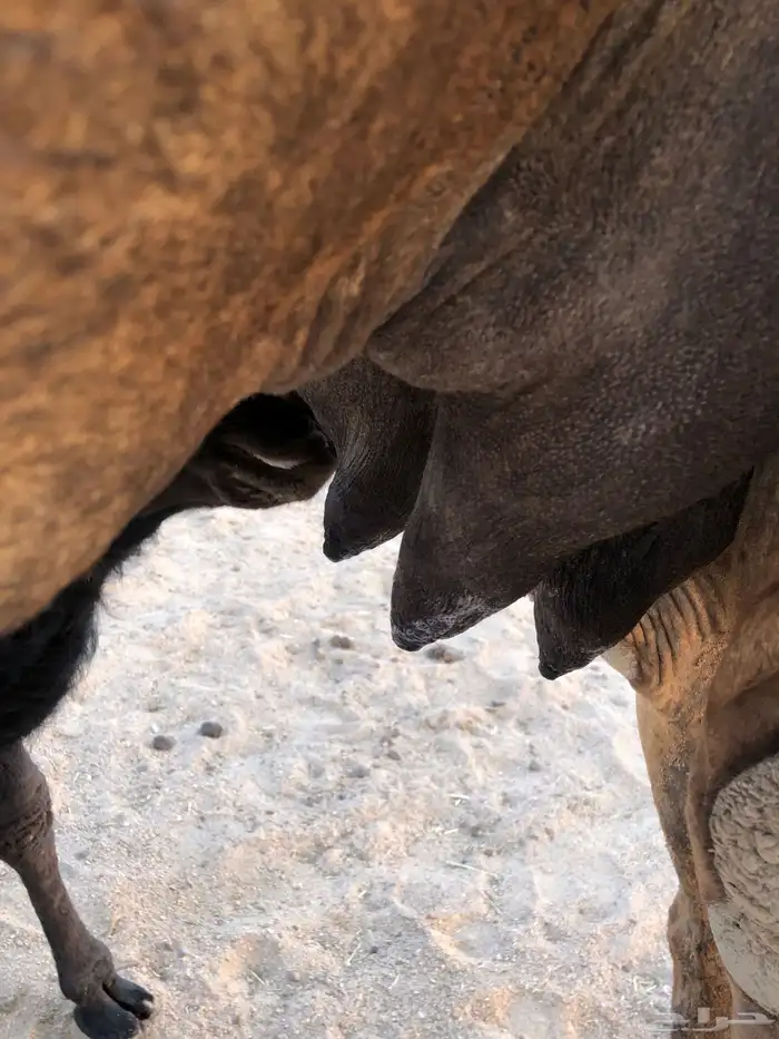 خلفة صفراء 2