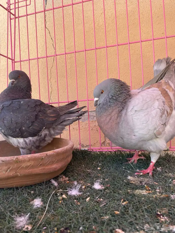 ازوج حمام للبيع 0