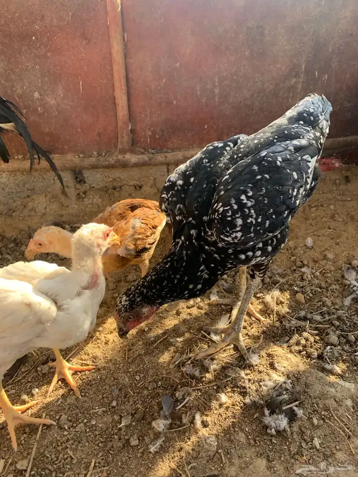 دجاج سندي 17