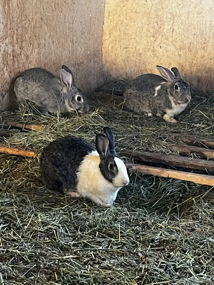 ارانب للبيع شرط. 2