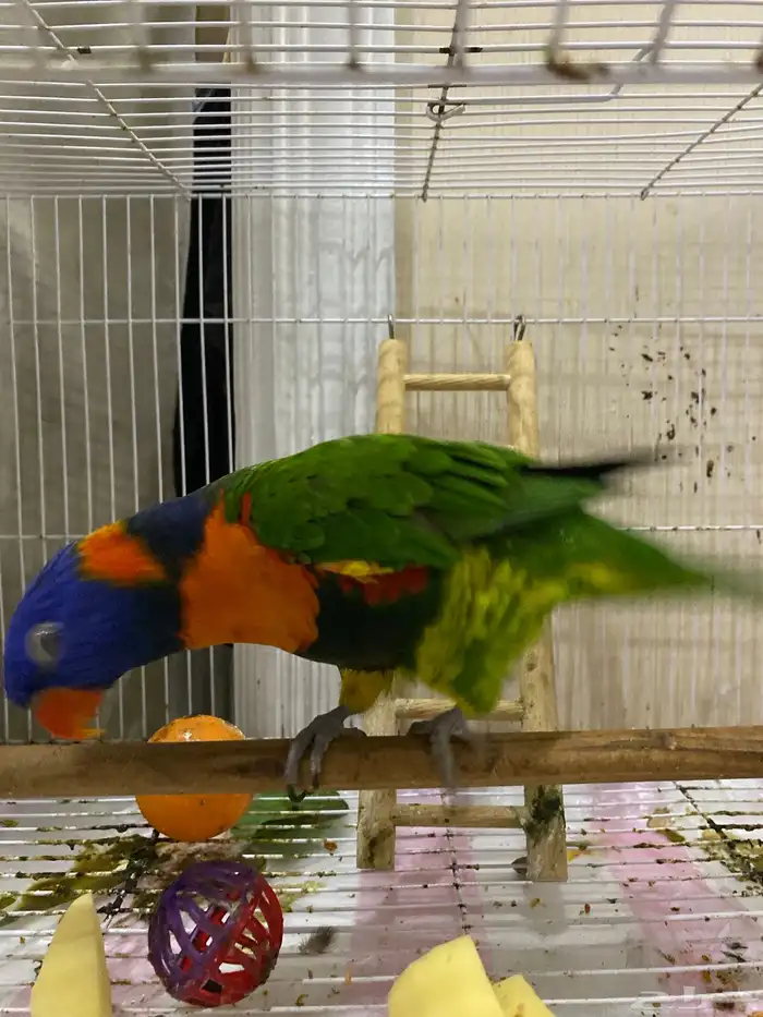 ببغاء لوري 3