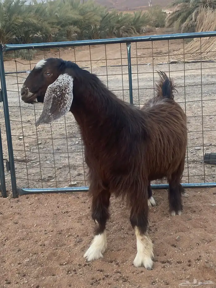 فحل معزا تيس مصري شق ثلاثة فاخر(تم البيع) 18