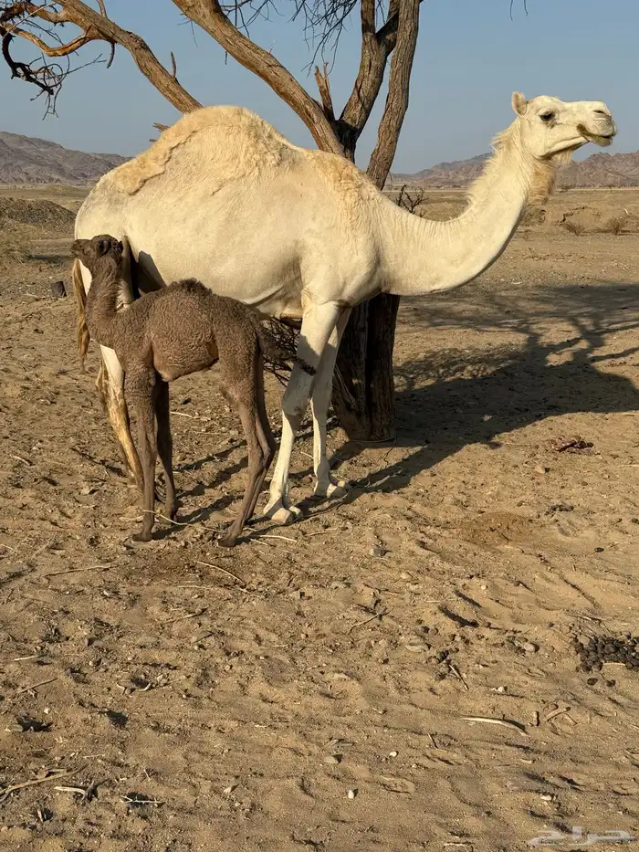 ناقه مهجنه للبيع 1