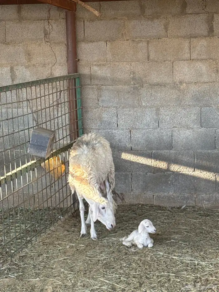 حريه سنها رباع تحتها واحد للبيع 0