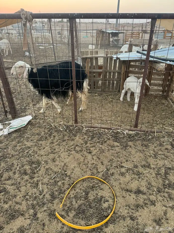 خلفه نجديه ثنيه و طلي 1