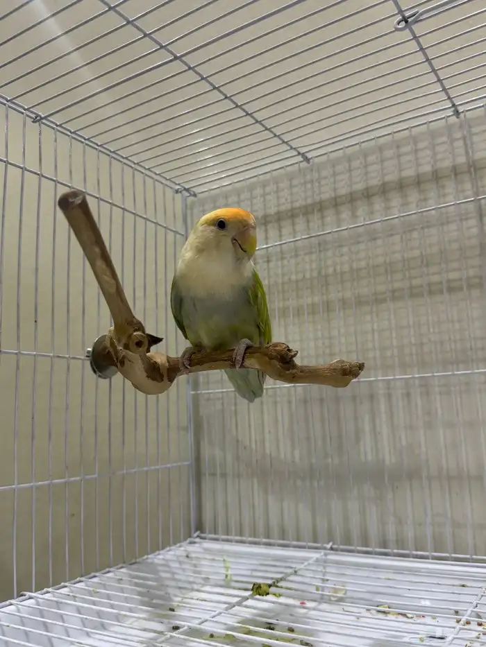 انثى الليفه منتجه 3