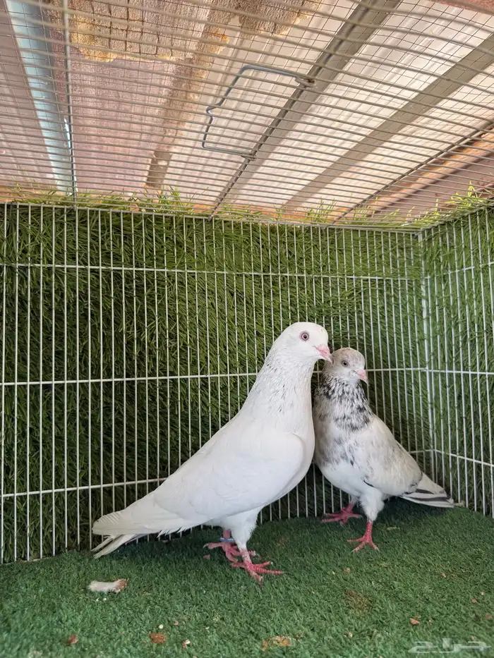 زوج قولدن 6