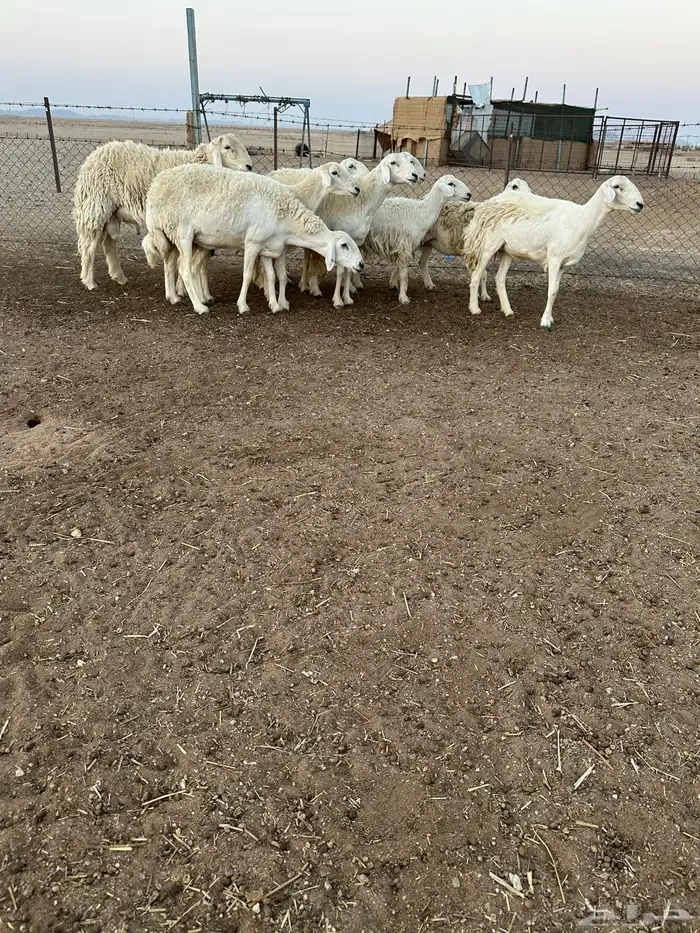 حريات طيبه 4