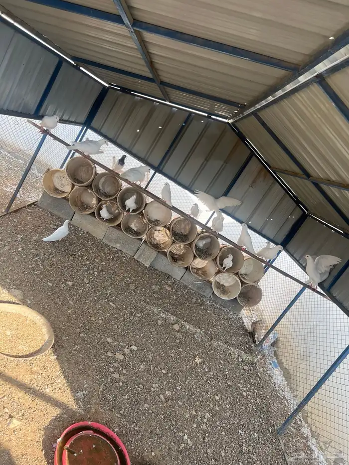 صندقة حمام 1